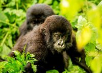 1-day-rwanda-gorilla-tour