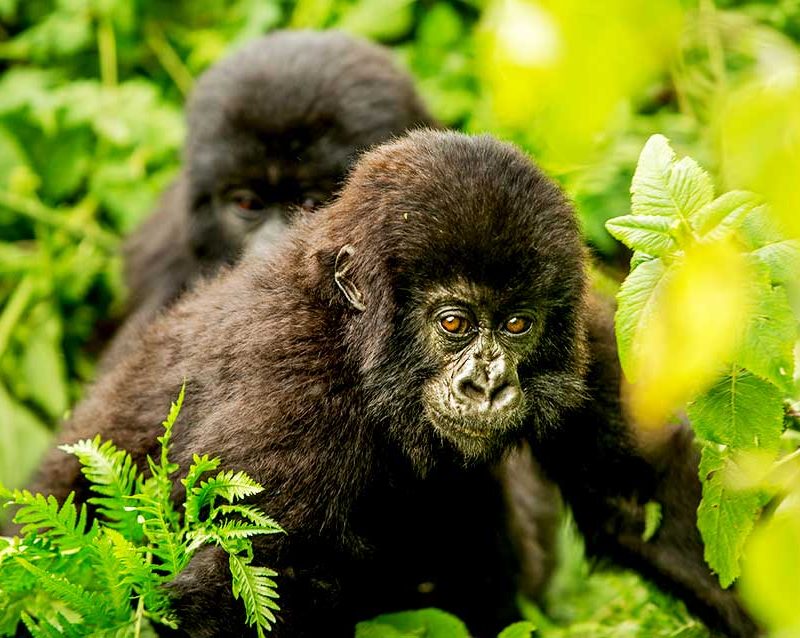 1-day-rwanda-gorilla-tour