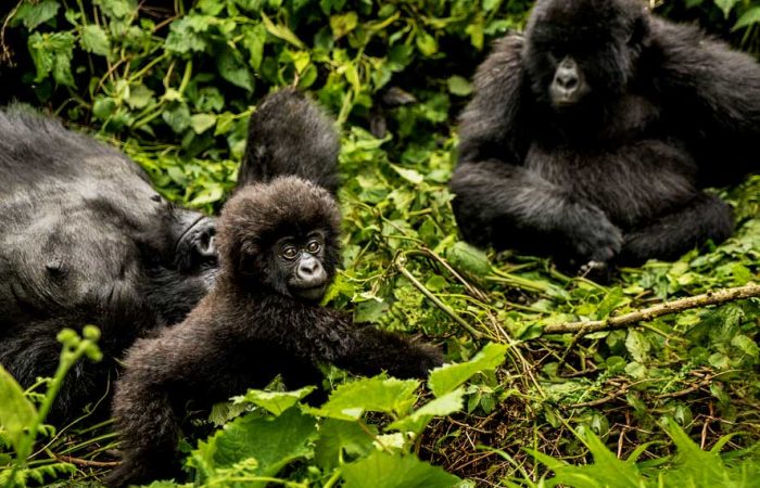 3-days-rwanda-gorilla-trekking-safari