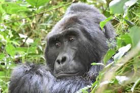 4 Days Low Land Gorilla Trek Congo