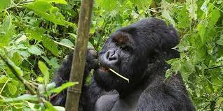 5 Day Rwanda Gorilla & Nyiragongo Hike