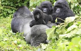 5 Days Double Gorilla Trek Uganda Rwanda