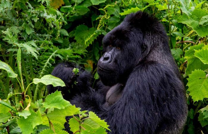 6-days-gorilla-chimpanzee-tracking-tour