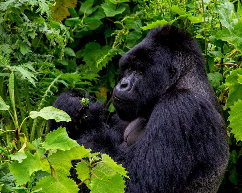 6-days-gorilla-chimpanzee-tracking-tour