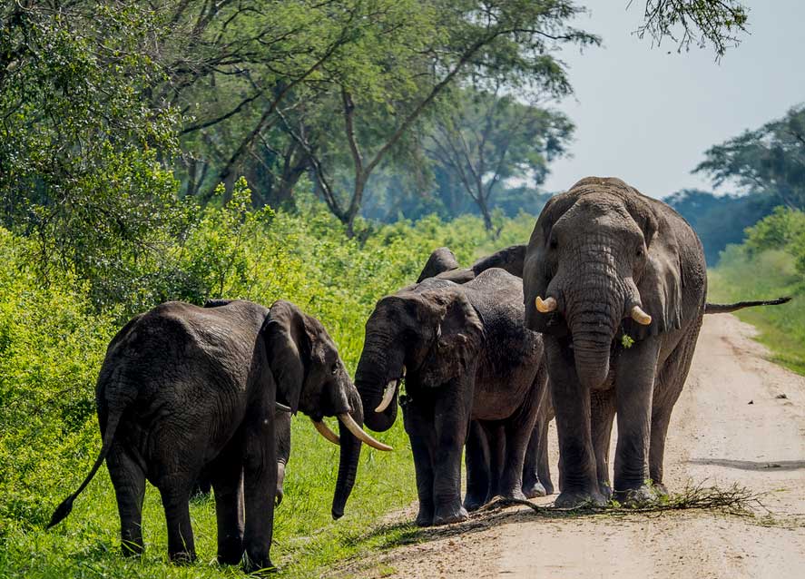 7-days-rwanda-culture-wildlife-tour