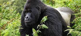 8 Days Rwanda culture & gorilla tour