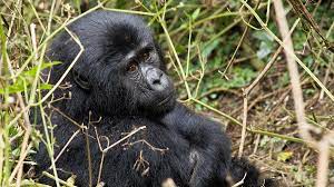 Frequently Asked Questions about Gorilla Trekking in Uganda & Rwanda