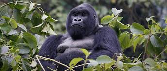 Mountain gorillas and where they are found