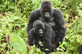 Why mountain gorillas and chimpanzees don’t leave together?